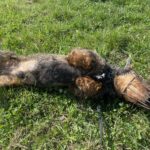 Lobo – fotografie 8