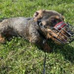 Lobo – fotografie 5