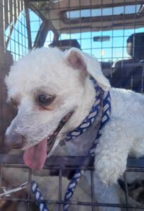 Odchycený pes – Pelhřimov u Kauflandu