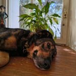 Týpek – fotografie 3