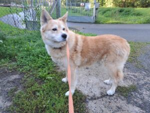 Odchycený pes – Pelhřimov u pošty