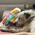 Adar – fotografie 23