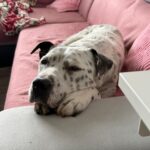 Adar – fotografie 30