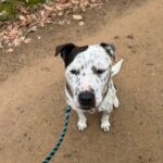 Adar – fotografie 24