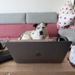 Adar – fotografie 25