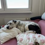 Adar – fotografie 26