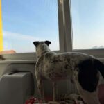 Adar – fotografie 27