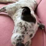 Adar – fotografie 28