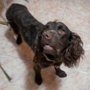 Odchycená fena – Pelhřimov, u nemocnice