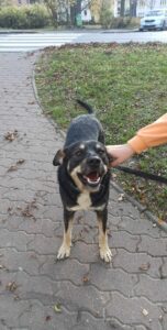 Odchycený pes – Pelhřimov, tř. Legií