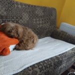 Pinky – fotografie 6