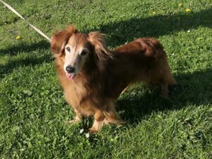 Kanapíček – v doživotní péči azylu