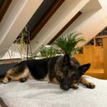 Querida – fotografie 12