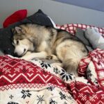 Maxík – fotografie 33