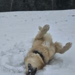 Teo – fotografie 19