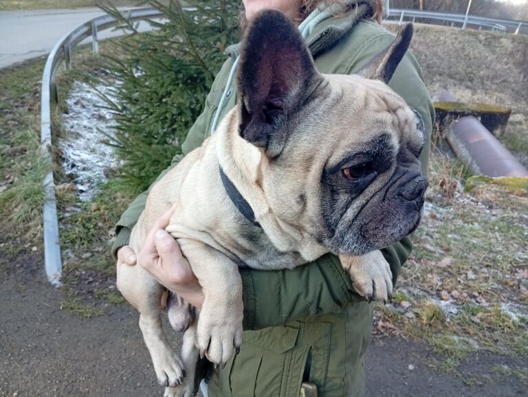 Odchycený pes a fena – Pelhřimov, ul. Humpolecká