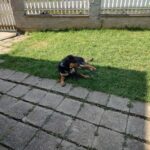 Barnabáš – fotografie 36