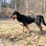 Barnabáš – fotografie 11