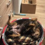 Křovík – fotografie 15