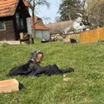 Křovík – fotografie 16