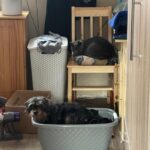 Křovík – fotografie 14