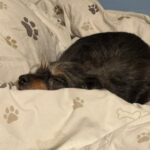 Křovík – fotografie 17