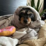 Křovík – fotografie 13