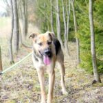 Frodo – fotografie 3