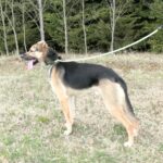 Frodo – fotografie 6