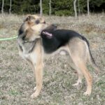 Frodo – fotografie 7