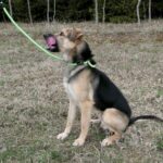 Frodo – fotografie 8