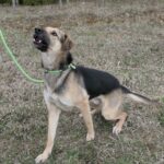 Frodo – fotografie 9