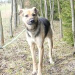 Frodo – fotografie 4