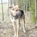 Frodo – fotografie 5