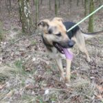 Frodo – fotografie 11