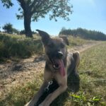 Frodo – fotografie 4