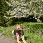 Frodo – fotografie 16