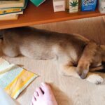 Zen – fotografie 15