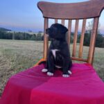 Bílá Tlapka – fotografie 9