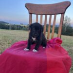 Belly – fotografie 10