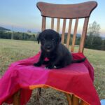 Luna – fotografie 4