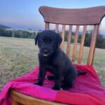 Luna – fotografie 3