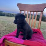 Luna – fotografie 5