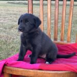 Luna – fotografie 6