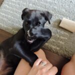 Luna – fotografie 16