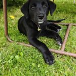 Luna – fotografie 20