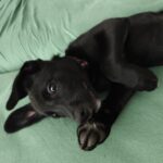 Luna – fotografie 22