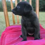 Luna – fotografie 8