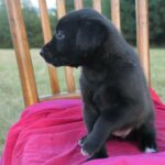 Luna – fotografie 9