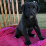 Luna – fotografie 10
